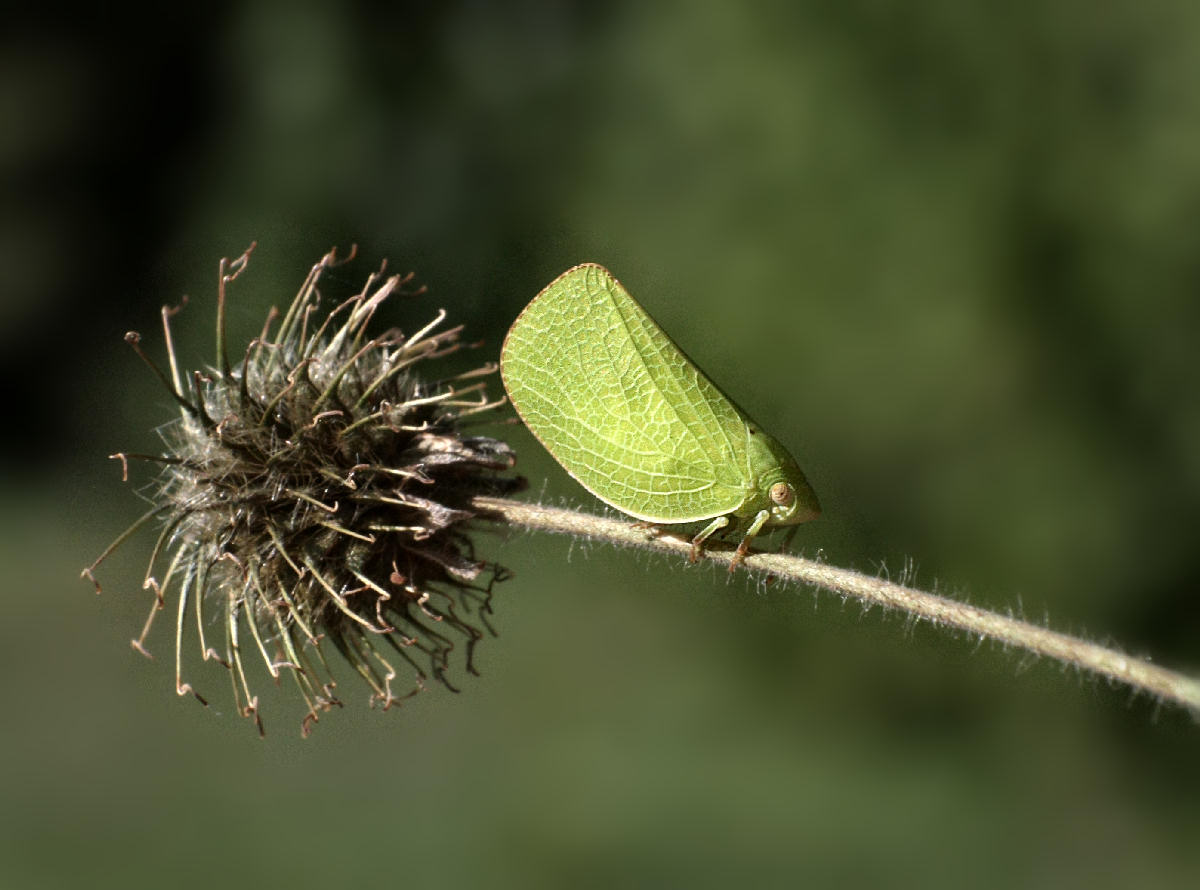 Acanalonia conica
